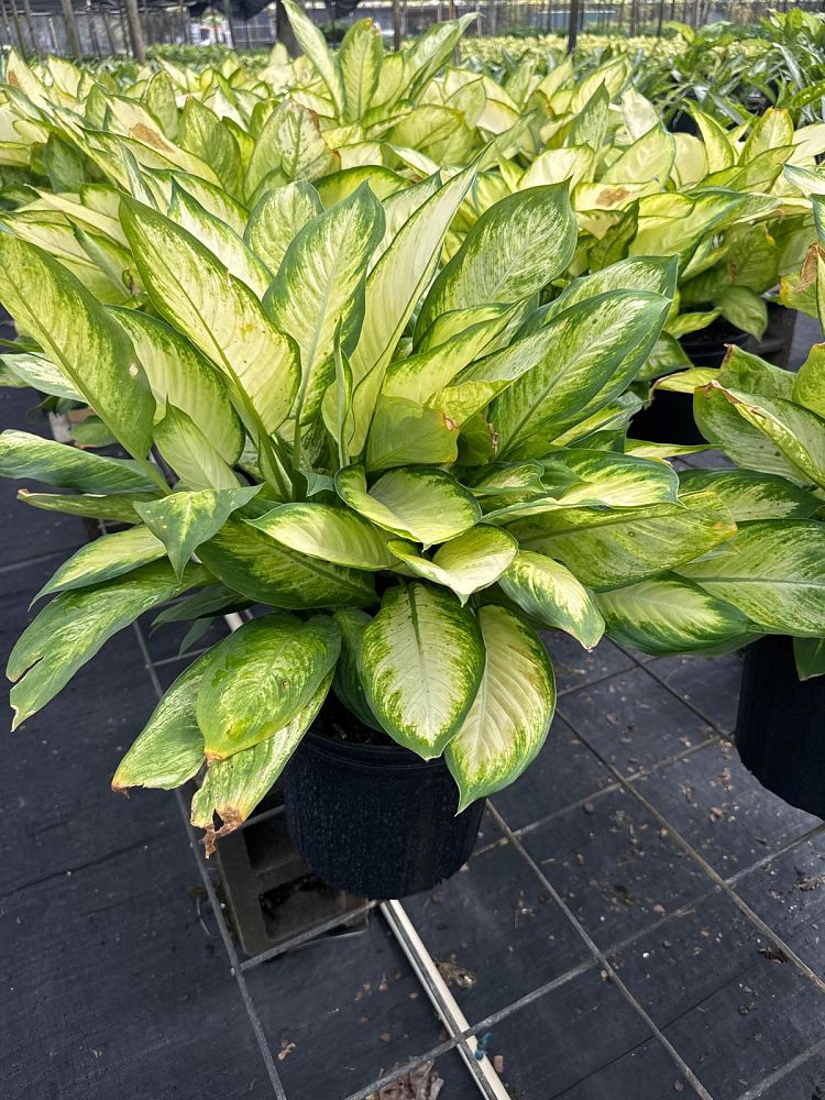 dieffenbachia-tropic-marianne-dumbcane