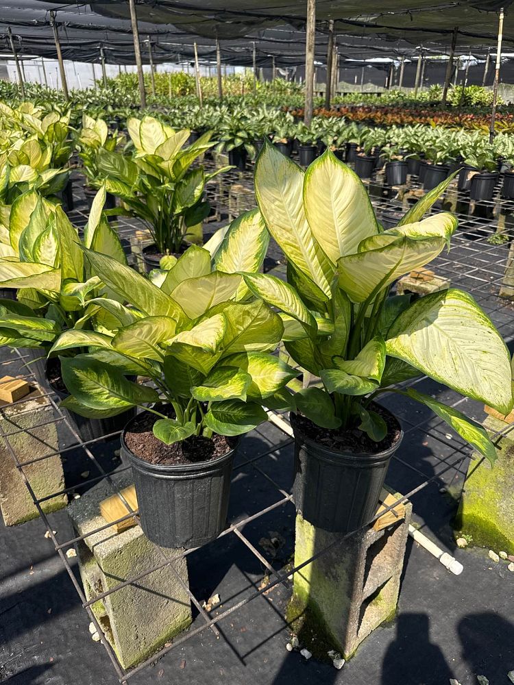 dieffenbachia-tropic-marianne-dumbcane