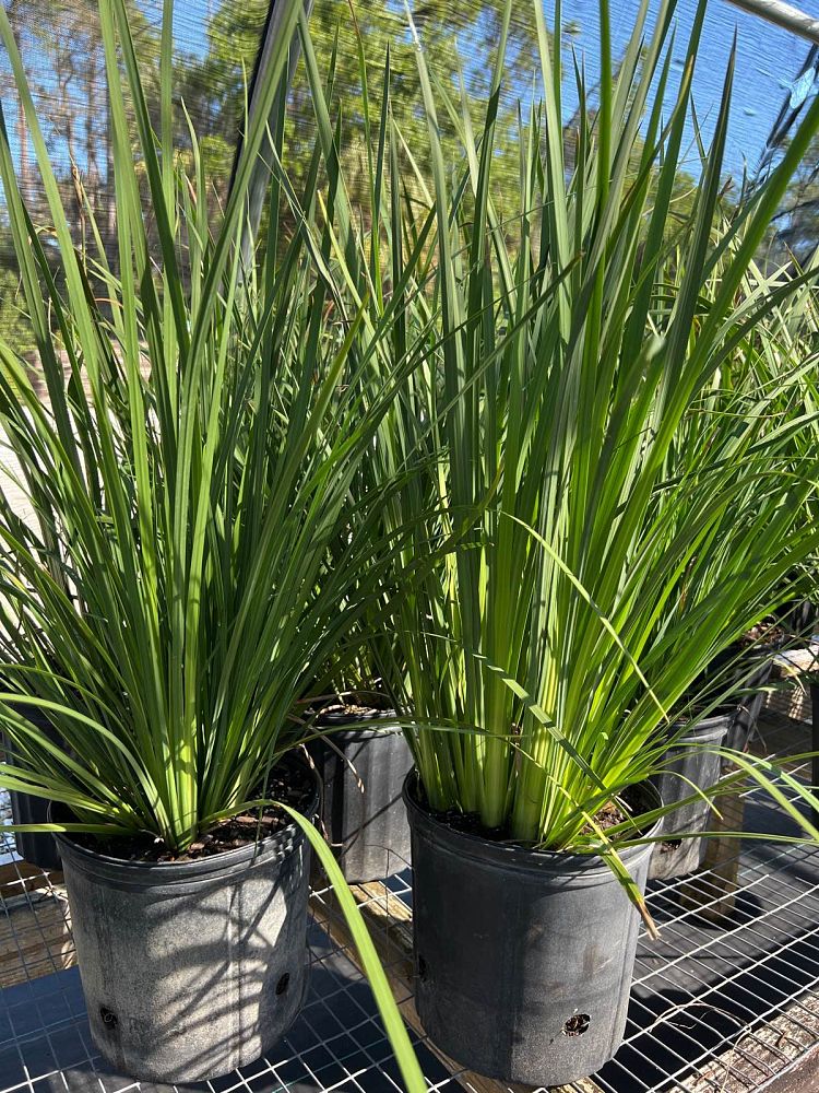 dietes-bicolor-fortnight-lily-iris-bicolor-yellow-african-iris-moraea-bicolor