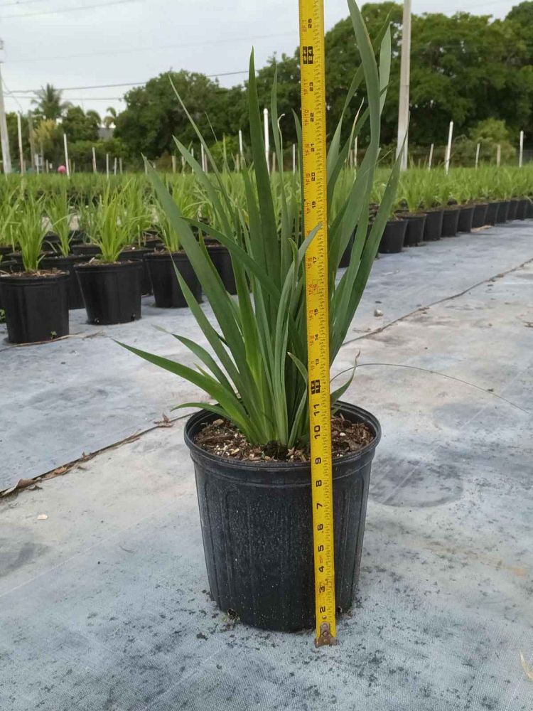 dietes-bicolor-fortnight-lily-iris-bicolor-yellow-african-iris-moraea-bicolor