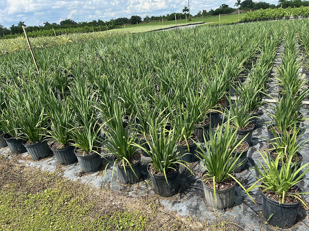 dietes-iridioides-african-iris-fortnight-lily