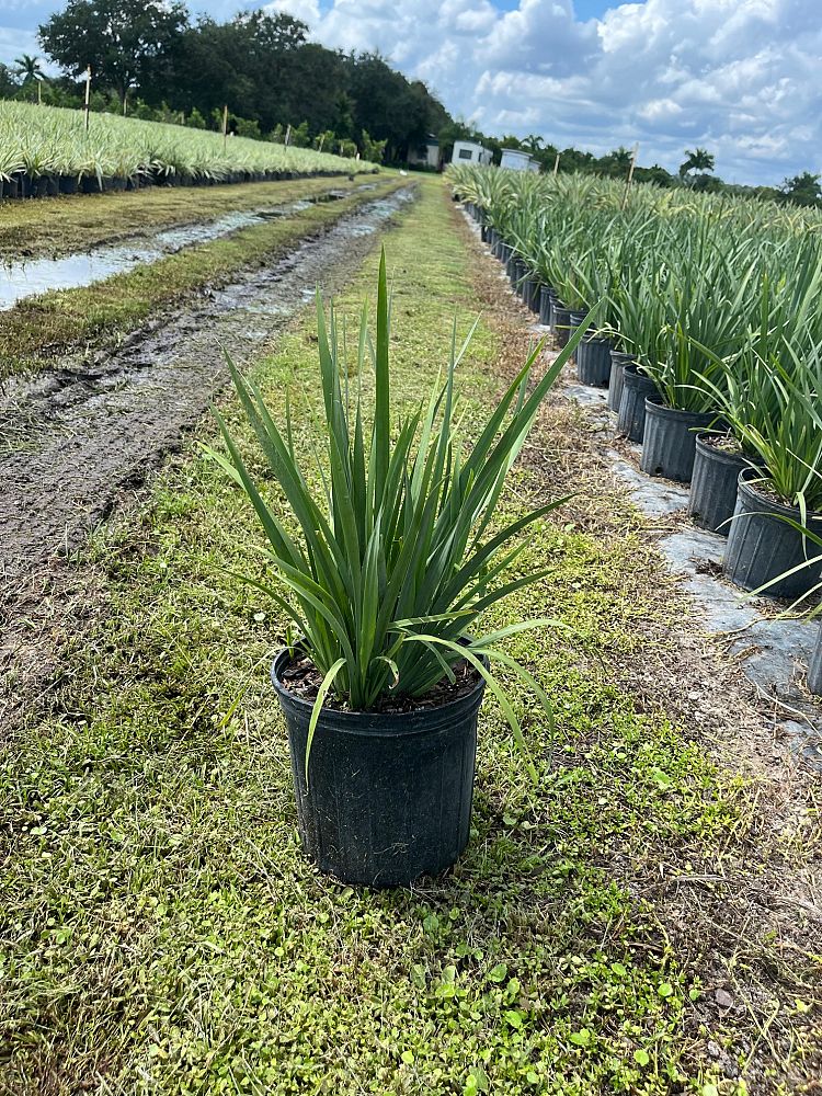 dietes-iridioides-african-iris-fortnight-lily