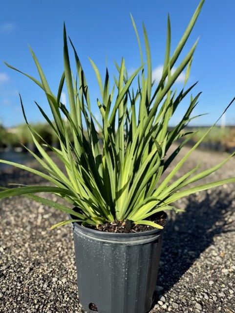 dietes-iridioides-african-iris-fortnight-lily