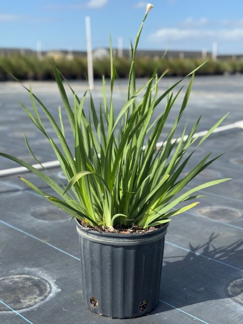 dietes-iridioides-african-iris-fortnight-lily