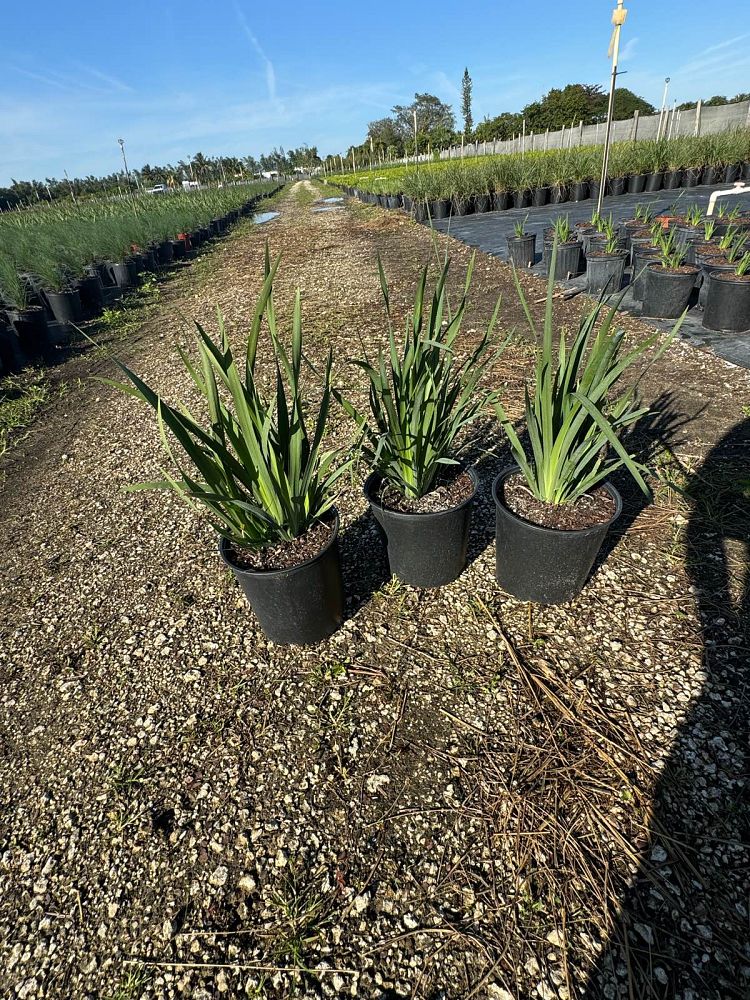 dietes-iridioides-african-iris-fortnight-lily