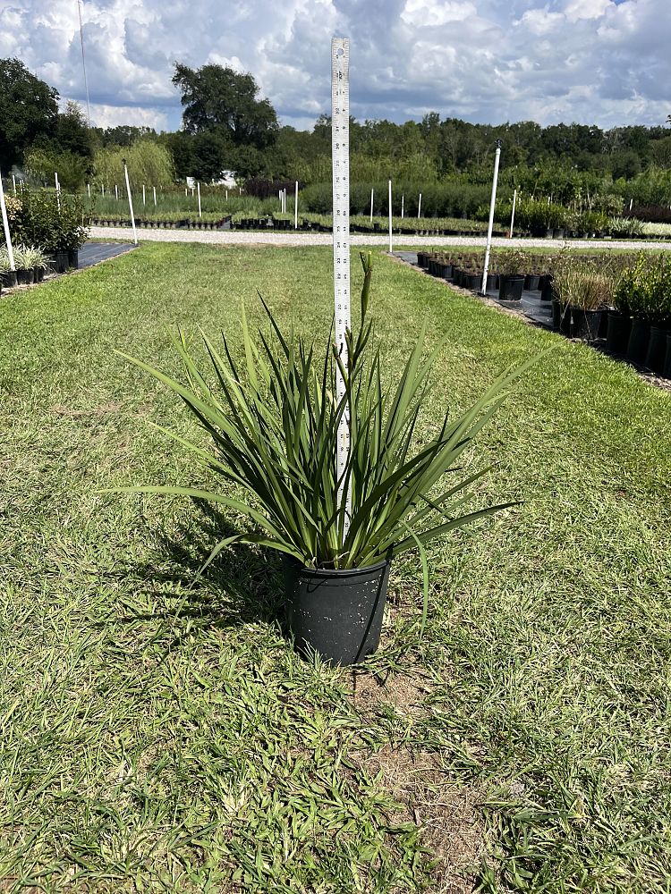 dietes-vegeta-white-african-iris-moraea-iridioides