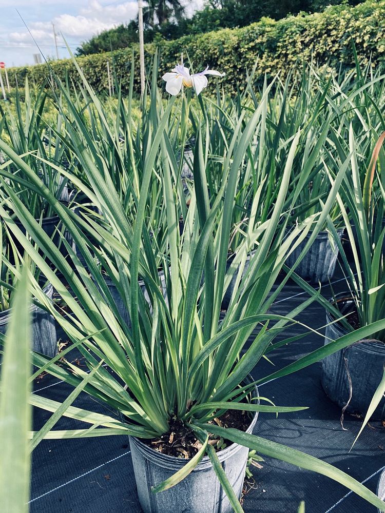 dietes-vegeta-white-african-iris-moraea-iridioides