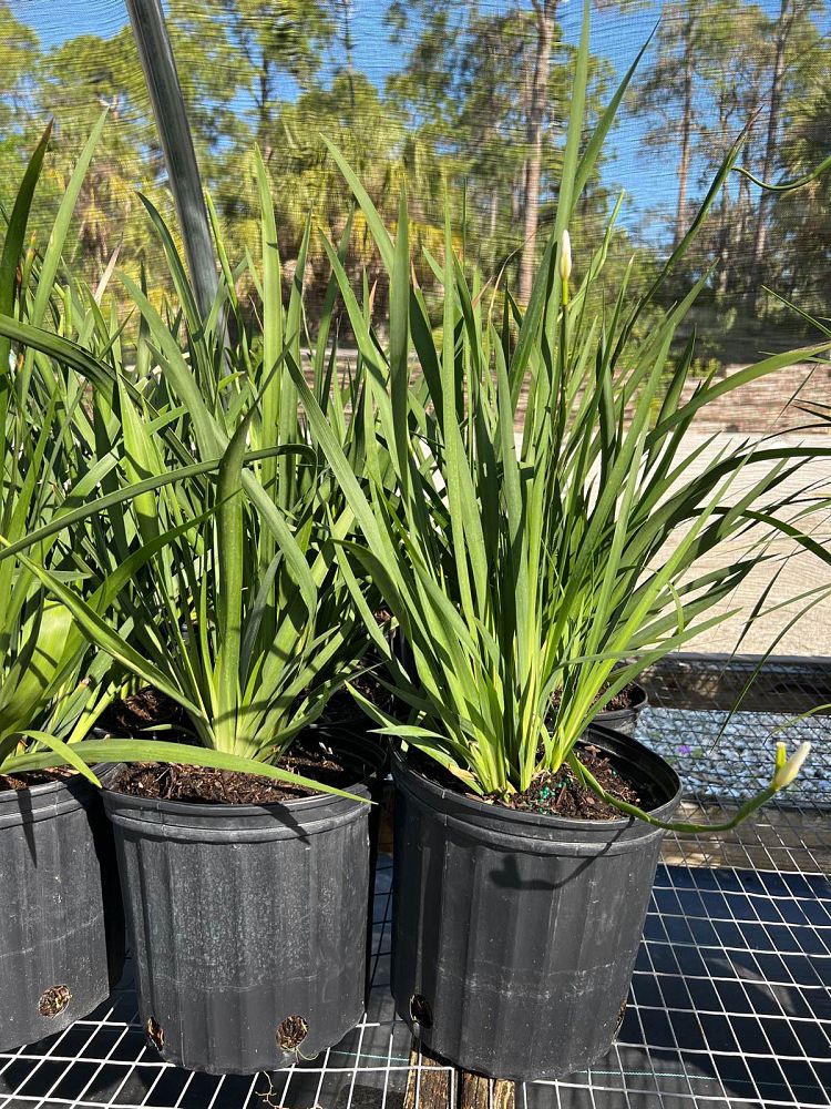 dietes-vegeta-white-african-iris-moraea-iridioides