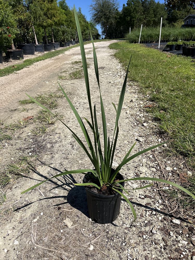 dietes-vegeta-white-african-iris-moraea-iridioides