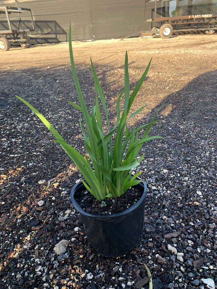 dietes-vegeta-white-african-iris-moraea-iridioides