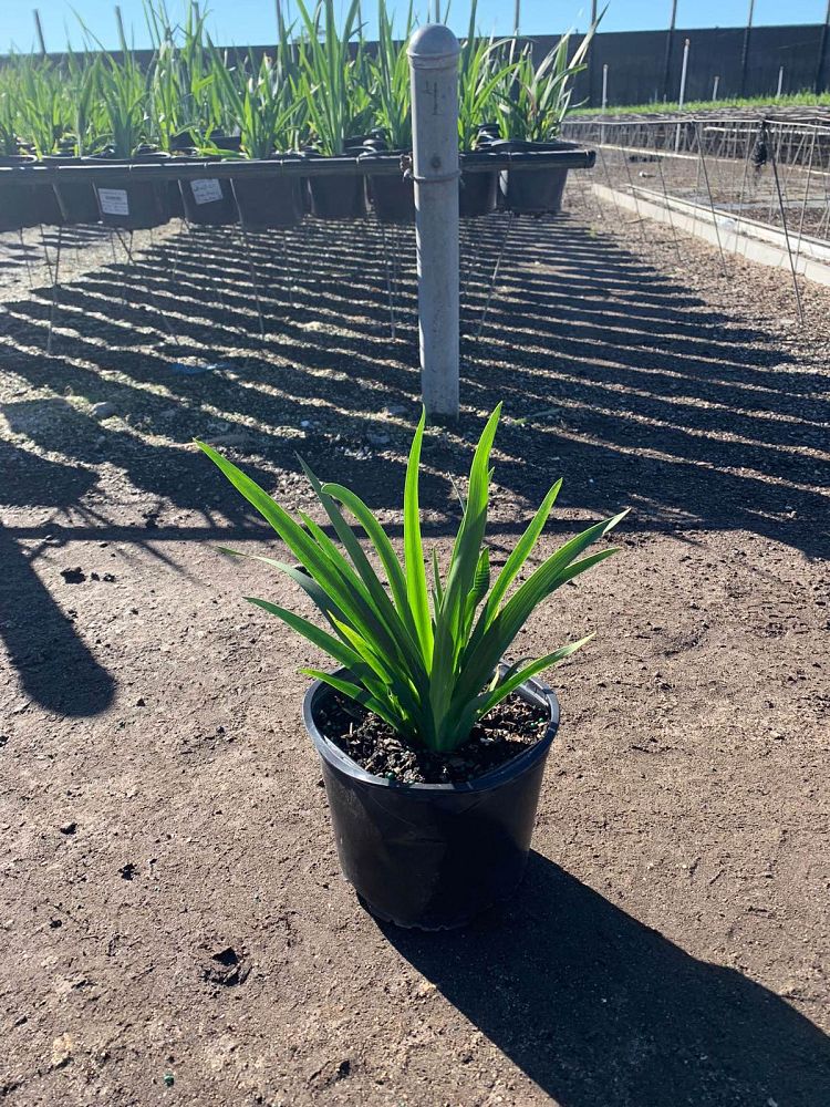 dietes-vegeta-white-african-iris-moraea-iridioides