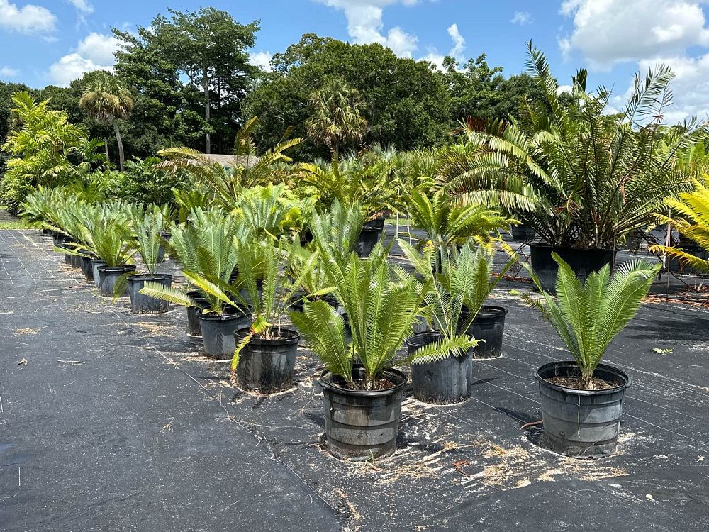 dioon-edule-mexican-fern-palm-cycad