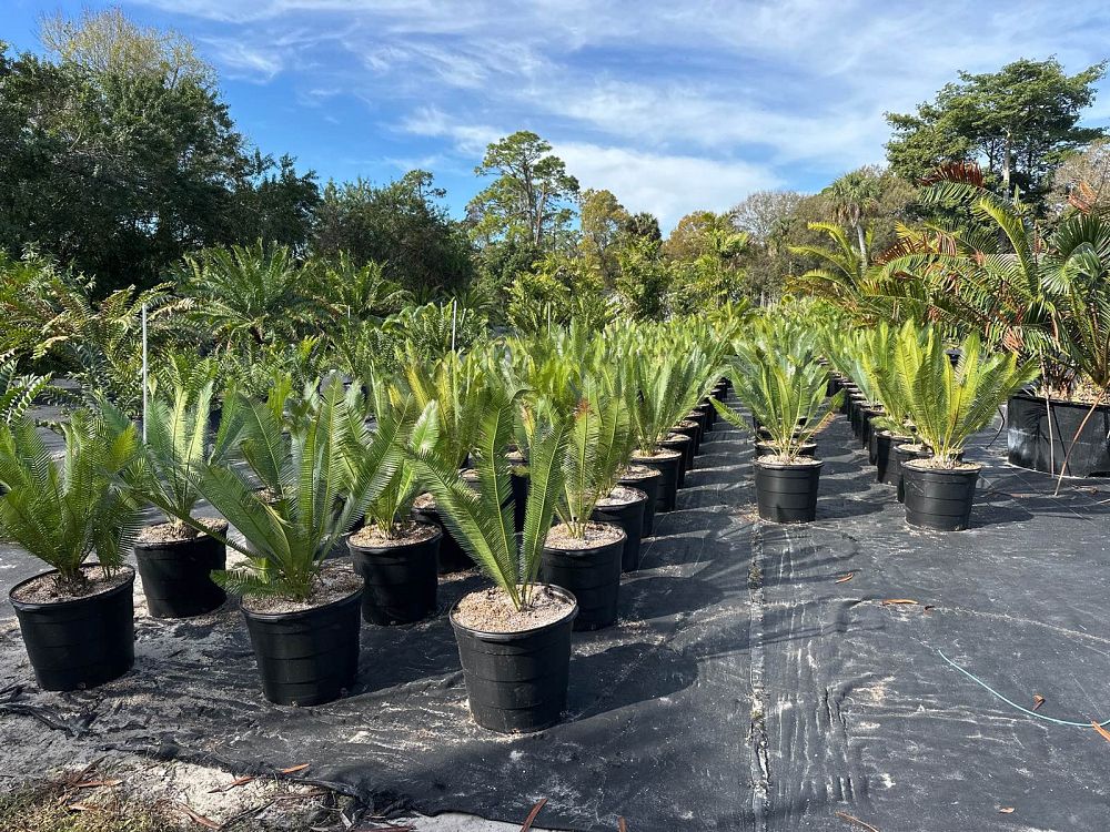 dioon-edule-mexican-fern-palm-cycad