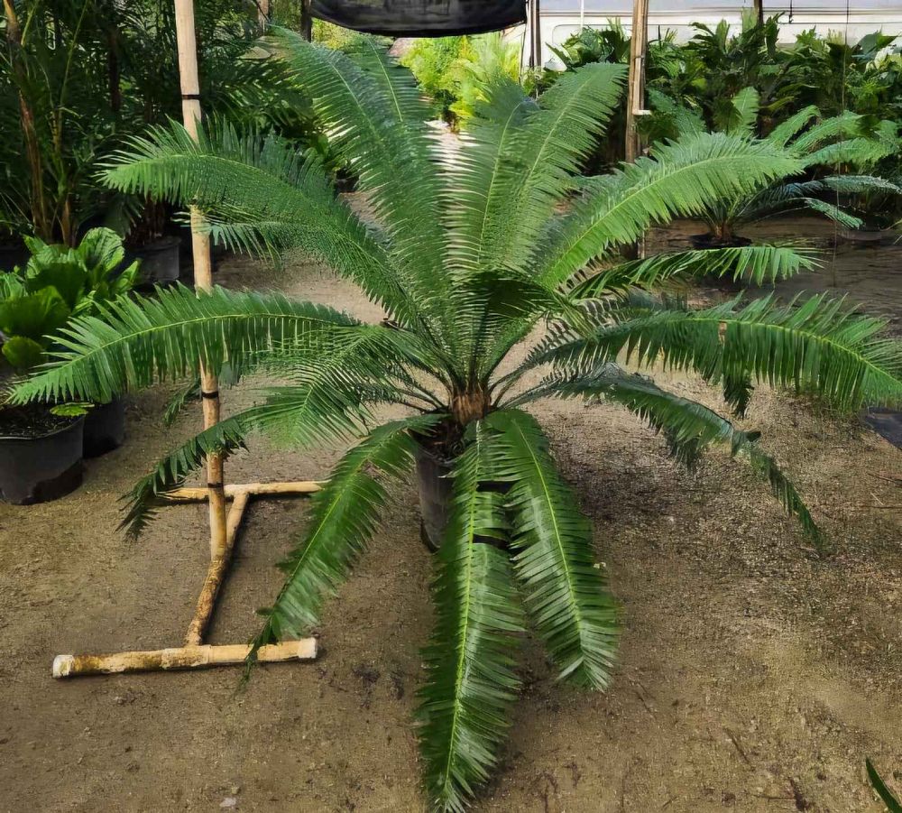 dioon-spinulosum-mexican-cycad