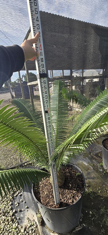 dioon-spinulosum-mexican-cycad