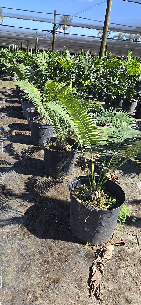 dioon-spinulosum-mexican-cycad