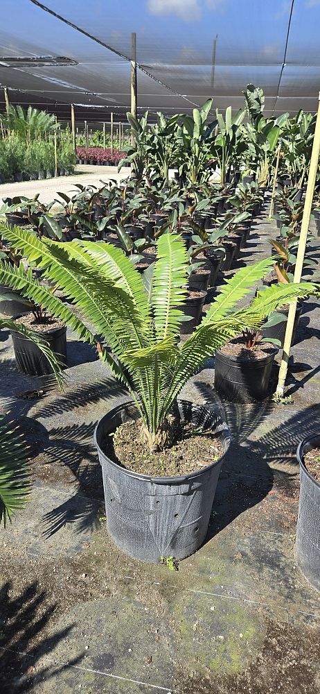 dioon-spinulosum-mexican-cycad