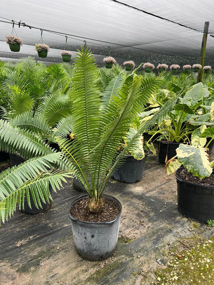 dioon-spinulosum-mexican-cycad