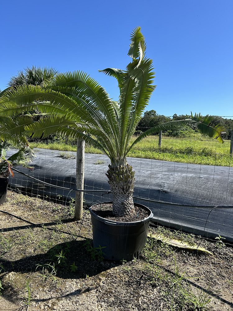 dioon-spinulosum-mexican-cycad