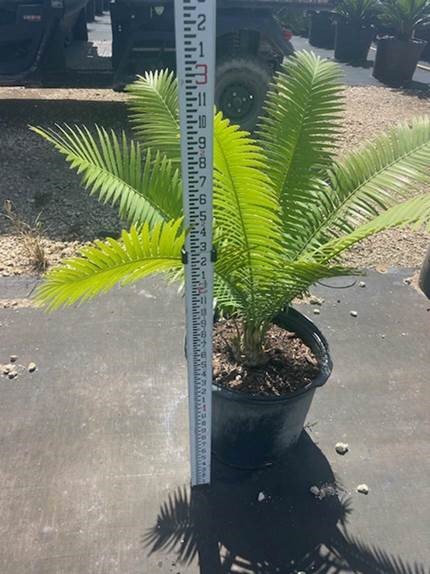 dioon-spinulosum-mexican-cycad