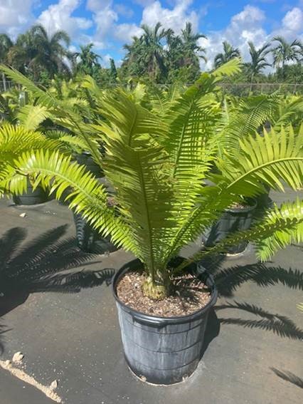 dioon-spinulosum-mexican-cycad