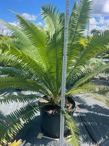 dioon-spinulosum-mexican-cycad