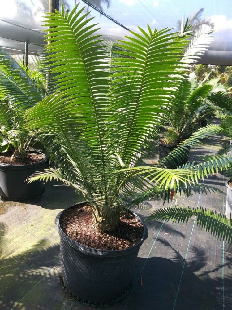 dioon-spinulosum-mexican-cycad