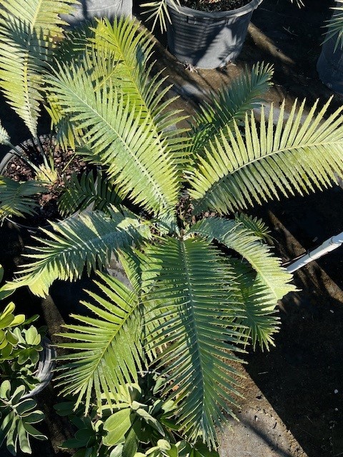 dioon-spinulosum-mexican-cycad