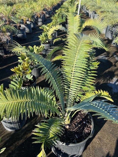 dioon-spinulosum-mexican-cycad