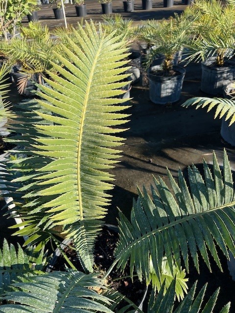 dioon-spinulosum-mexican-cycad