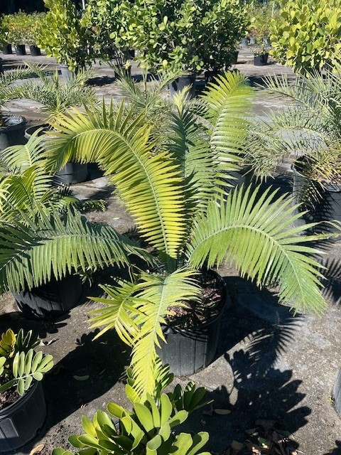 dioon-spinulosum-mexican-cycad