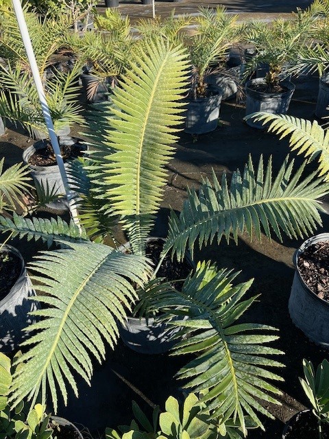 dioon-spinulosum-mexican-cycad