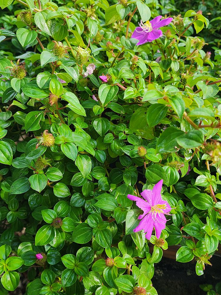 dissotis-plumosa-trailing-tibouchina-spanish-shawl