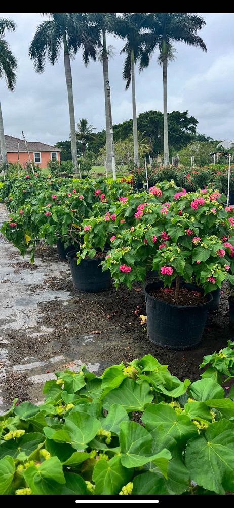 dombeya-wallichii-tropical-hydrangea