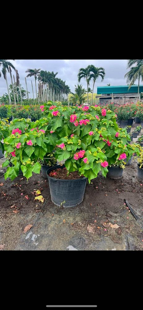 dombeya-wallichii-tropical-hydrangea