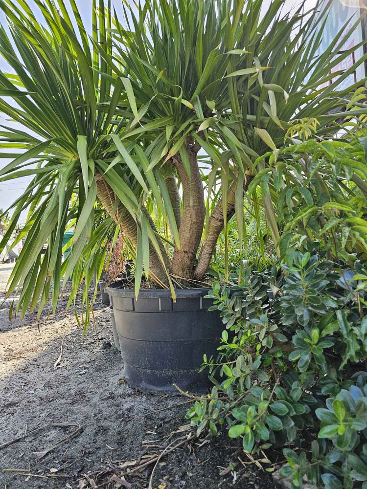 dracaena-arborea