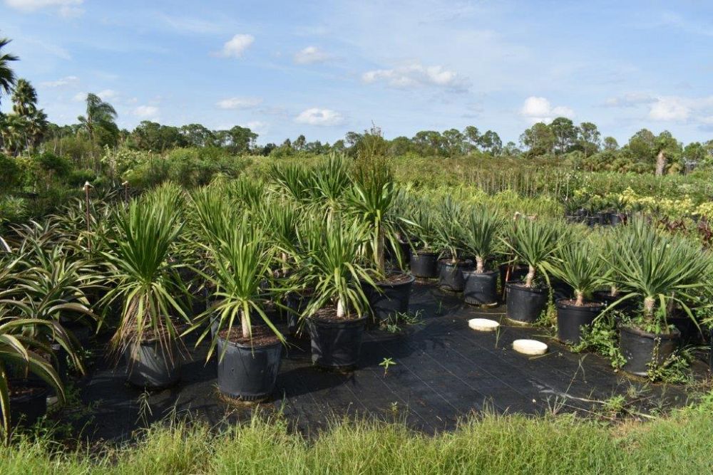 dracaena-arborea