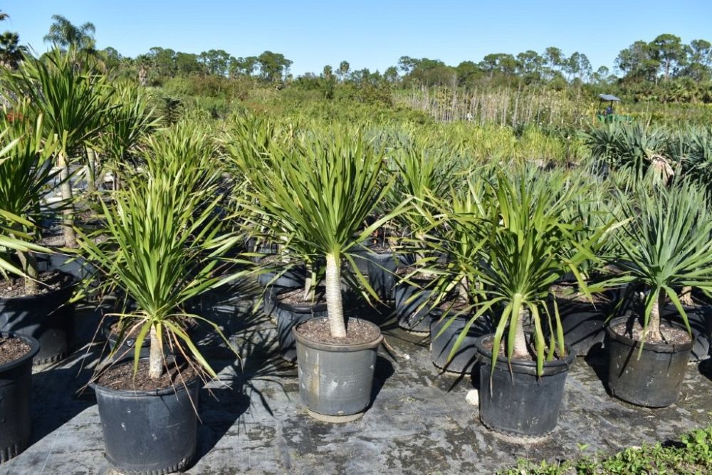 dracaena-arborea