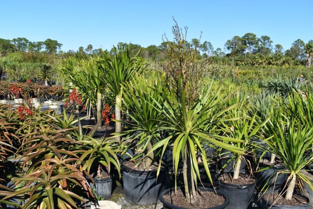 dracaena-arborea