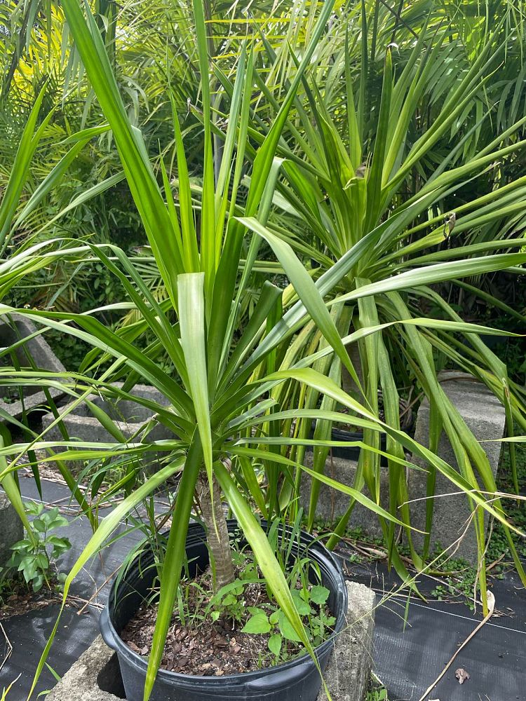 dracaena-arborea