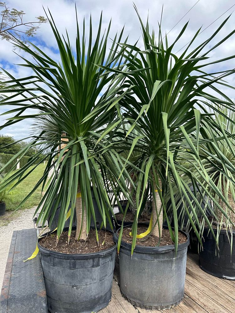 dracaena-arborea