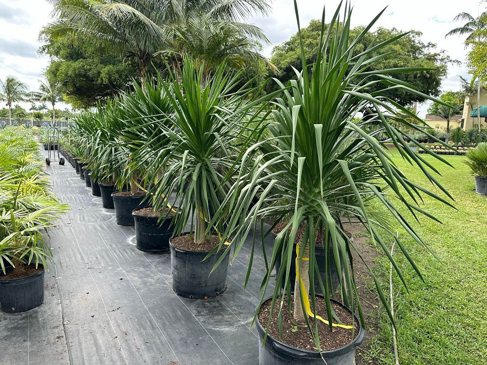 dracaena-arborea