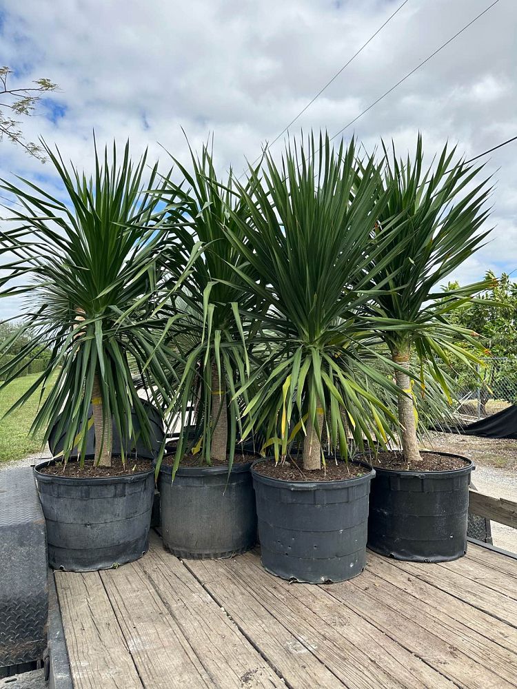 dracaena-arborea