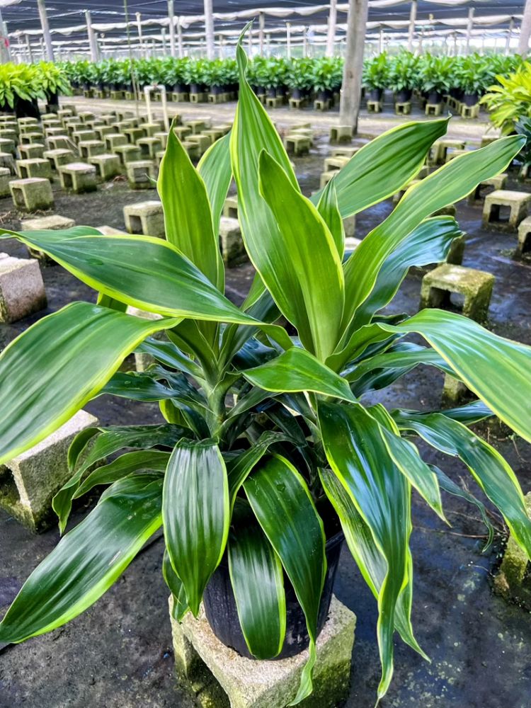 dracaena-deremensis-art-striped-dracaena