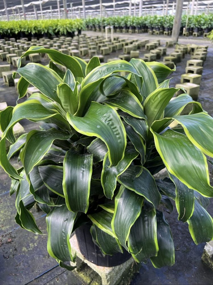 dracaena-deremensis-dorado-striped-dracaena