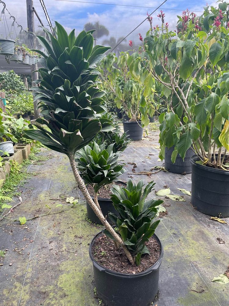 dracaena-deremensis-janet-craig-compacta-striped-dracaena