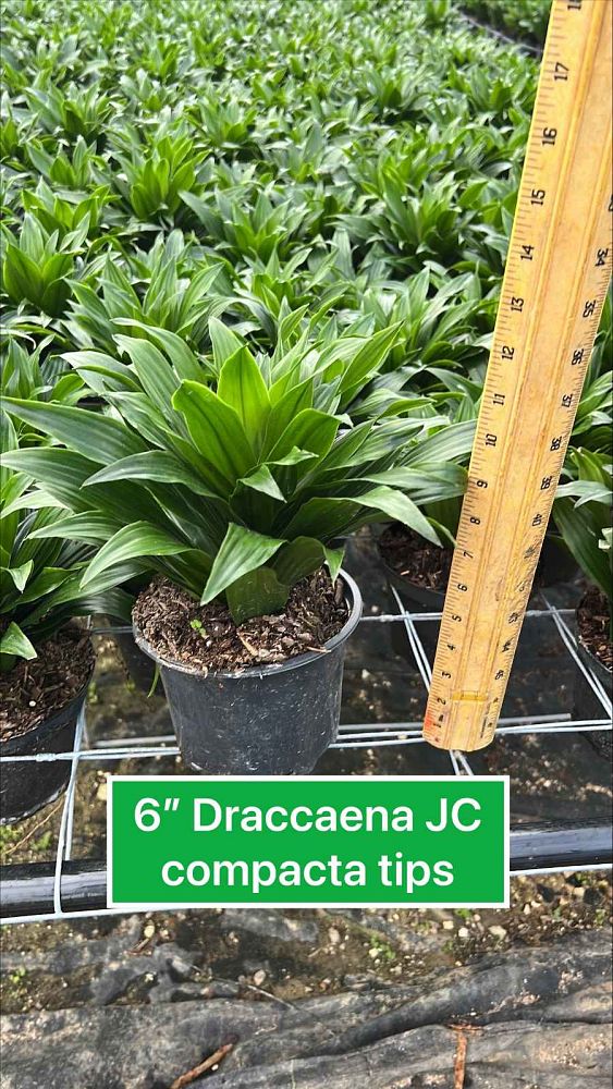 dracaena-deremensis-janet-craig-compacta-striped-dracaena