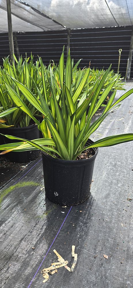 dracaena-deremensis-rikki-striped-dracaena