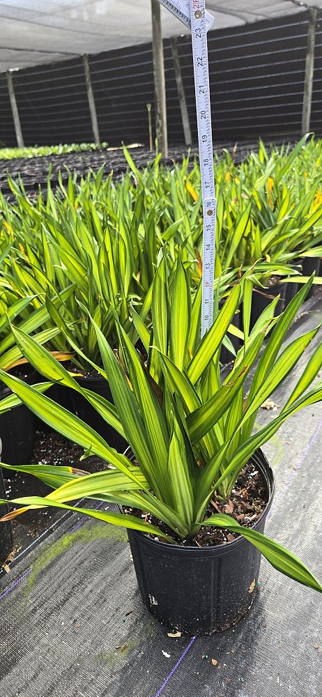 dracaena-deremensis-rikki-striped-dracaena