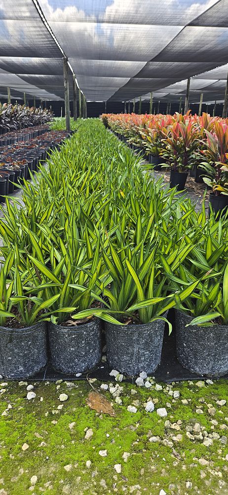 dracaena-deremensis-rikki-striped-dracaena